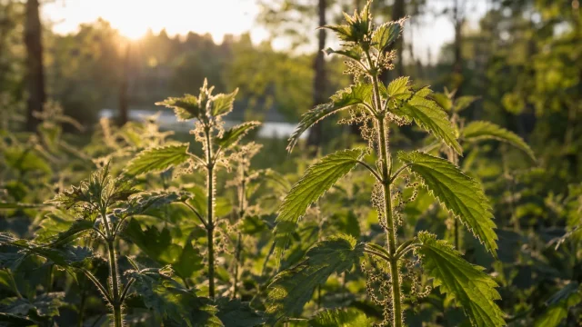 Nässelutslag: orsaker, hur länge de sitter i och när du ska söka vård