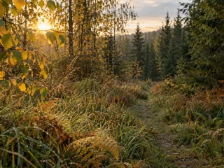 Borrelia symtom: så känner du igen rodnaden och sena tecken